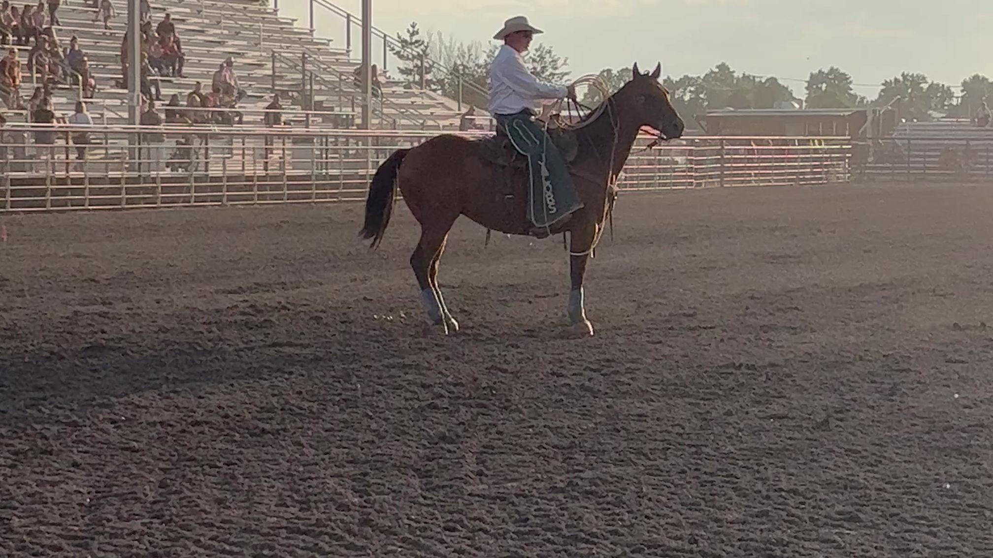 Rodeo Horses